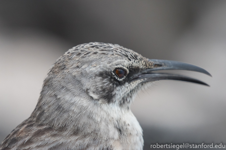 galapagos